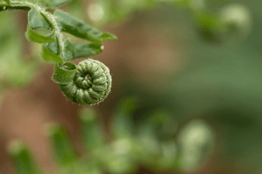 Marvel: a fiddlehead fern unfolds